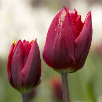 Close photograph of tulips in a garden